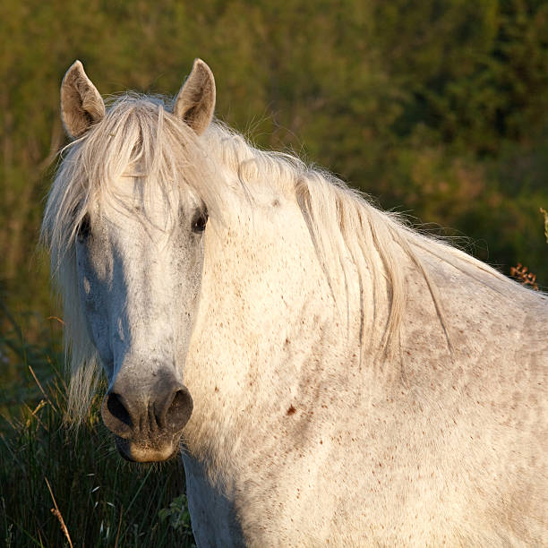 Le Cheval Camargue